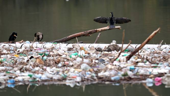 Jaar na jaar meer plastic voor eenmalig gebruik bij het afval 
