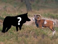 Keutels moeten aantonen dat moeflons op de Noord-Veluwe inderdaad zijn uitgeroeid door wolven
