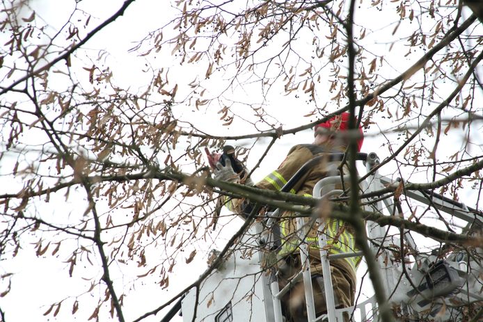 Een van de brandweerlieden haalt de ekster uit de boom.