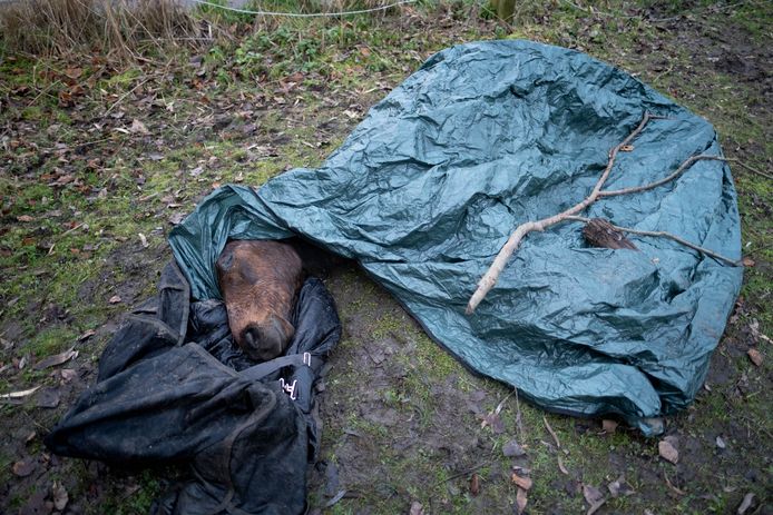 Dit paard stierf in een koude beek waarin hij sukkelde na te zijn geschrokken van geweerschoten