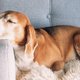 Zo bereken je volgens nieuw onderzoek écht de leeftijd van een hond in mensenjaren