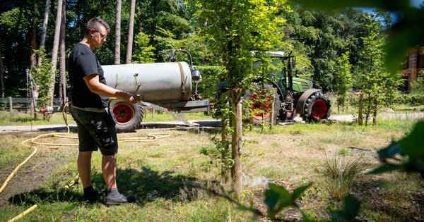 Kanaalwater lest dorst jonge beuken in Laag-Soeren