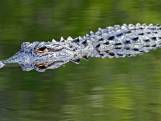 Une femme portée disparue découverte dans la gueule d'un alligator au Texas