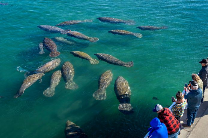 Zeekoeien verzamelen zich in groepen bij een plek waar warm water de lagune in stroomt .