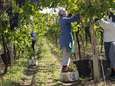 'Moderne slavernij' in Italië: Druivenplukkers die voor hongerloon werken, vallen dood in wijngaarden