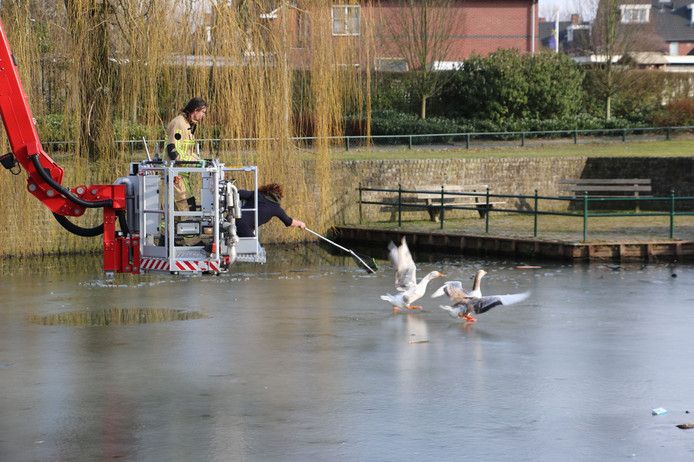 Twee mensen proberen bij de gans te komen.