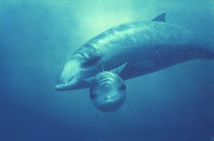 Het onderzoek focuste op de spitssnuitdolfijnen, een walvissoort, rond de Canarische Eilanden.
