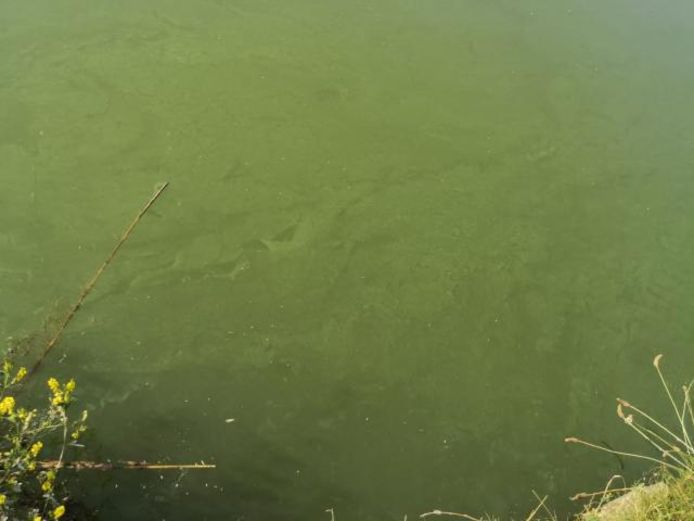 Er is blauwalg gevonden in de Barendrechtse plassen.