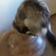 Filmpje: een heerlijke compilatie van nieuwsgierige katten