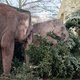 Olifanten kunnen geen genoeg krijgen van Dam-kerstboom