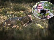 Natuurfotograaf Kevin (34) struinde maanden over de Veluwe voor wolvenfoto: ‘Keek dwars door me heen’