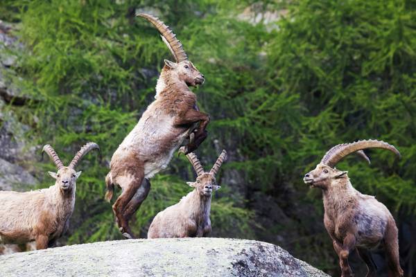 Ibex: Acrobats on the Rocks