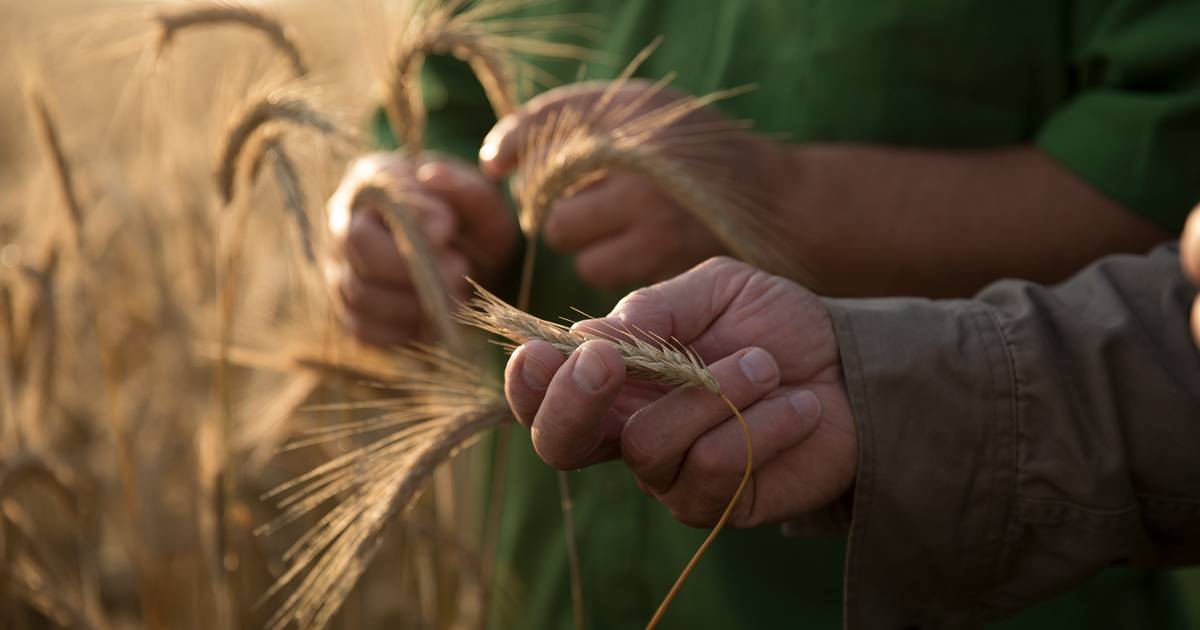 Research warns of the danger of heat and drought on the global food shortage |  outside