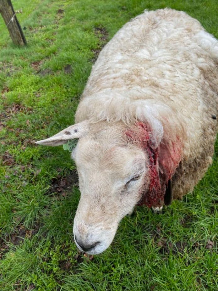 Een drachtig schaap in Geesteren is zaterdagmorgen aangevallen door een roofdier, zeer waarschijnlijk een wolf.