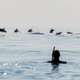 Omstanders woedend nadat vrouw op dolfijn probeert te klimmen in Zandvoort