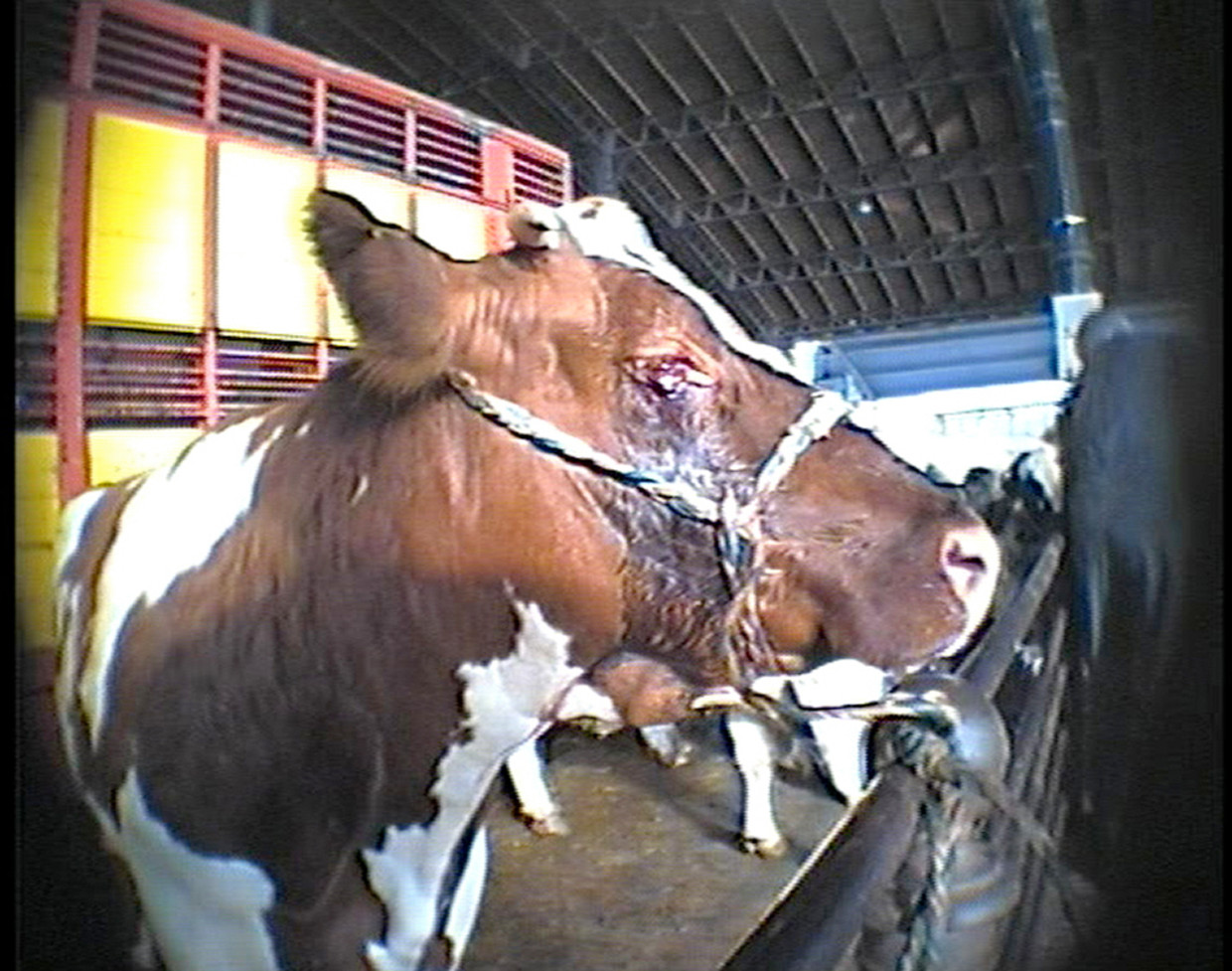 2000. Gaia brengt schokkende beelden uit van dierenmishandeling op de veemarkt van Anderlecht. Zeven veehouders .worden vervolgd.

 Beeld rv