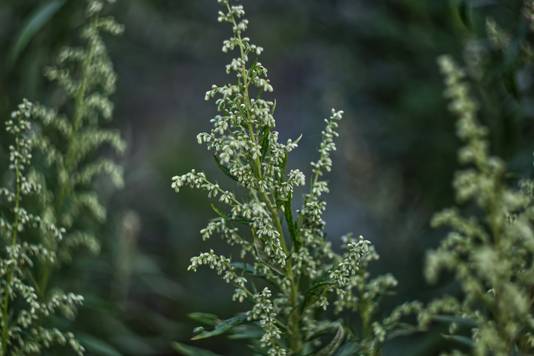 Bijvoet (Artemisia vulgaris)