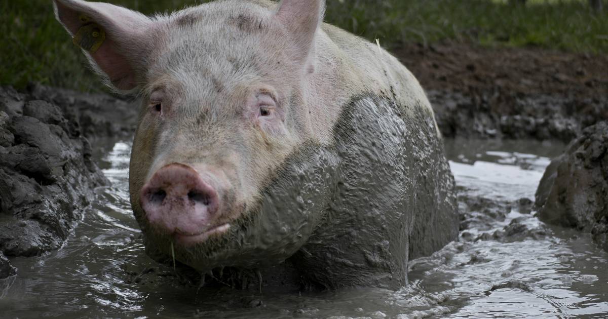 Macharen heeft mooiste modderpoel van Nederland