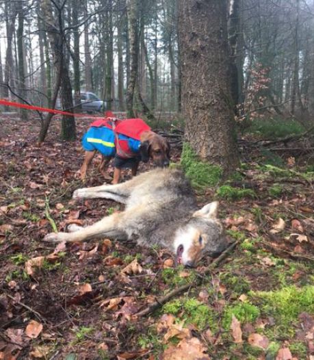 ‘Gelderland is verplicht om wolf beter te beschermen tegen aanrijdingen op de Veluwe’
