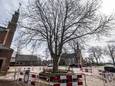 De zieke paardenkastanje naast de voormalige katholieke kerk in Heumen (links) is met hekken afgezet.