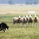 Opnieuw schapenroof in Gelderland