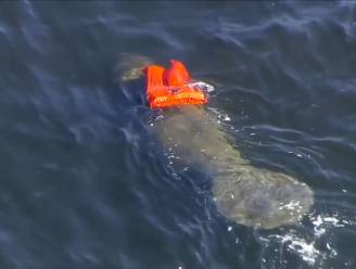 VIDEO: Dierenvrienden rukken met man en macht uit om zeekoe te bevrijden van reddingsvest