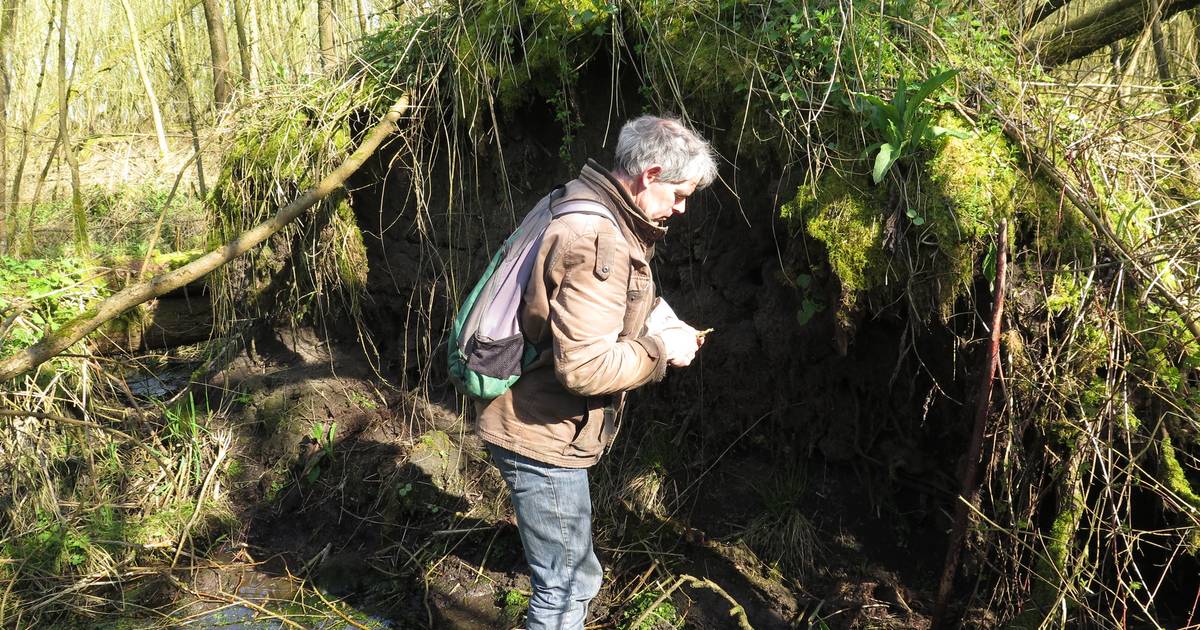 De zure regen is verdwenen en dat is goed nieuws voor de mossen Oosterhout bndestem.nl