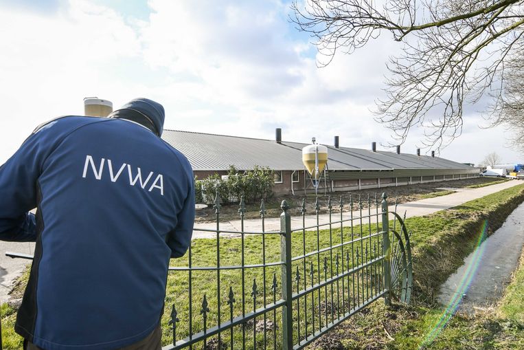 L’influenza aviaria estremamente pericolosa è fiorente nel nord del paese e sono stati trovati centinaia di uccelli selvatici morti