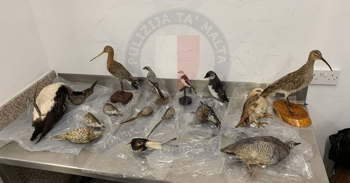Olandese arrestato dopo aver tentato di contrabbandare uccelli protetti imbalsamati fuori da Malta |  al di fuori