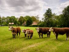 Honesch, een plek om nooit meer weg te gaan: ‘Aanzeggen? Dat heb ik hier gelukkig nog niet mee hoeven maken’