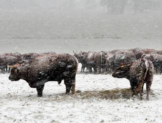 Ontmoet de grote grazers van het Munnikenland
