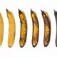 Voedselverspilling in de havens: door starre importregels belanden miljoenen bananen in de biovergister