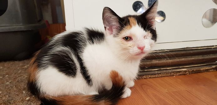 Poes Chloë nu in het gastgezin.