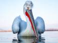Na bevers en steuren ook pelikanen in de Biesbosch? ‘Vermoeden dat ze het hier wel leuk zouden vinden’