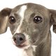 Het geheim achter de zwendel met zielige Spaanse honden. Bedrog! Misdaad! Ontrouw!