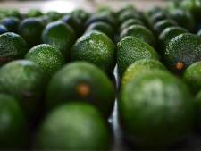 Honger naar avocado's nog lang niet gestild: Nederland spil in de wereldhandel 