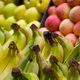 'Fruit in supermarkt vaak geplukt door kinderhandjes'