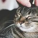 Dít is op dit moment de populairste kattennaam in Nederland