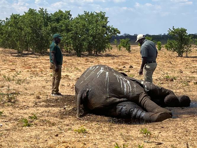 Honderden olifanten gestorven in nationaal park Zimbabwe door gebrek aan water: “Situatie is dramatisch”