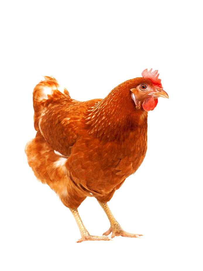 Spelen met etiquette Je zal beter worden Terug kippen te koop op het recyclagepark | Wingene | hln.be