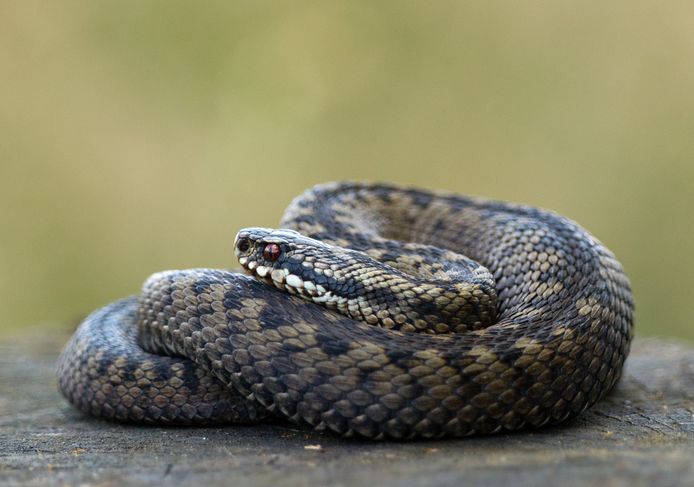 The adder does not like the intensive nature management by nature organizations.