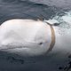‘Spionagewalvis’ duikt op voor Zweedse kust