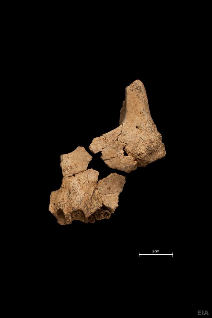 Os facial partiel d'un hominidé découvert sur le site de Sima del Elefante, dans la Sierra de Atapuerca.