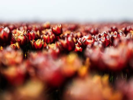 Alsnog 500 tulpenbollen voor Westervoort; eerdere schenking eindigde in tuin ambtenaren