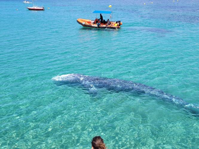 Verdwaalde grijze walvis duikt op nabij Mallorca