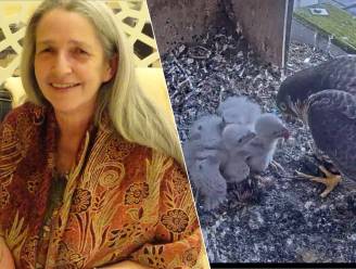 Hilde (64) ziet nest slechtvalken live op webcam één voor één sterven: “Dat laatste kuikentje had gered kunnen worden. Waarom deed niemand iets?”
