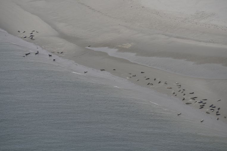 Sophie Brasseur telt zeehonden vanuit de lucht.  Beeld Sophie Brasseur
