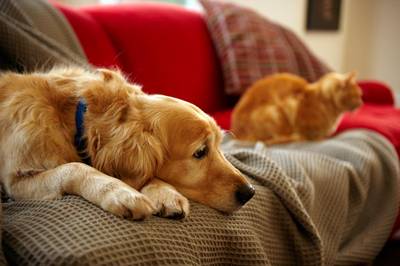 Echtpaar dat met 159 katten en 7 honden in klein appartementje leefde, mag nooit meer huisdieren houden: “De zaken zijn uit de hand gelopen”