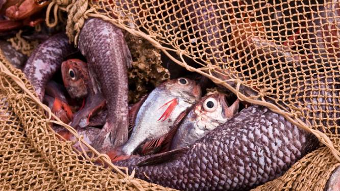 59 Europese zeevissoorten met uitsterven bedreigd