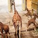 Beschuit met muisjes in Diergaarde Blijdorp: er zijn 2 giraffen geboren